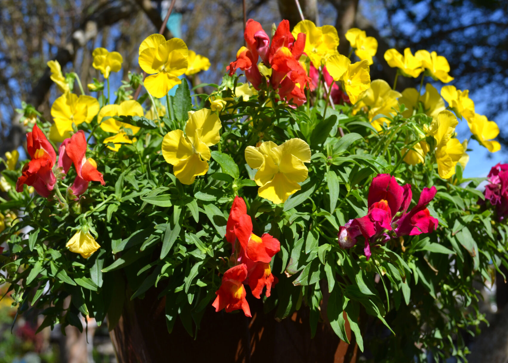 SOUTHERN GARDENING: Use cool season baskets for fall and winter color